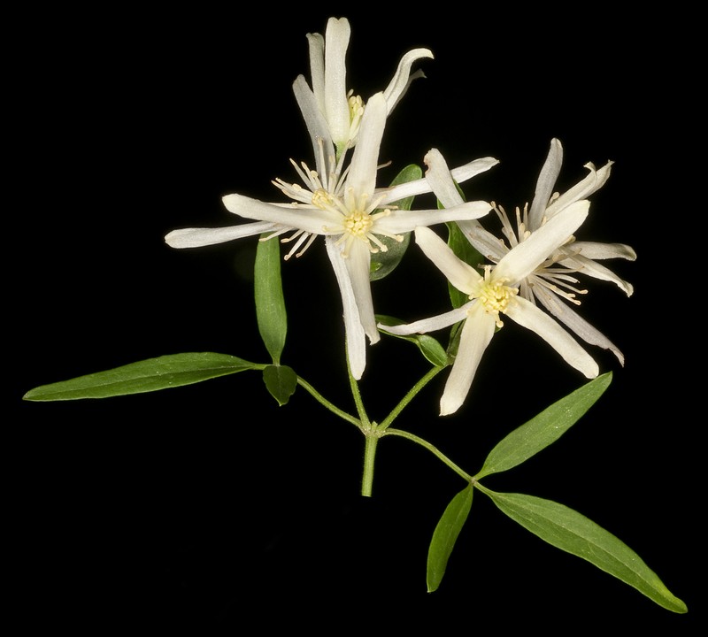Clematis linearifolia