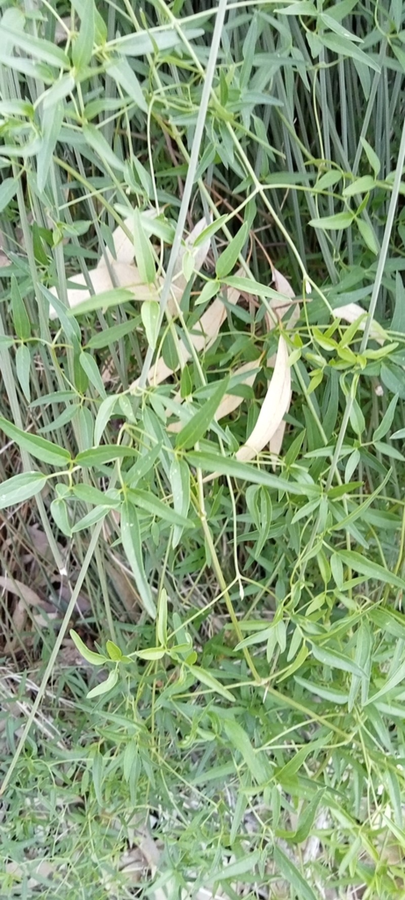 Clematis linearifolia photo 2