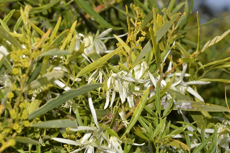Clematis linearifolia photo 3