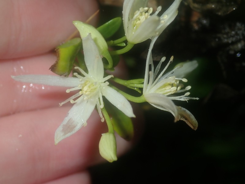 Clematis linearifolia photo 4