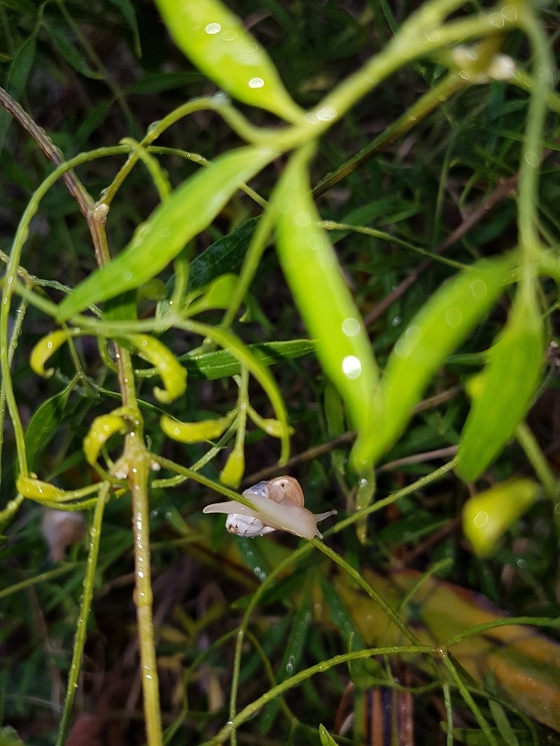 Clematis linearifolia photo 5