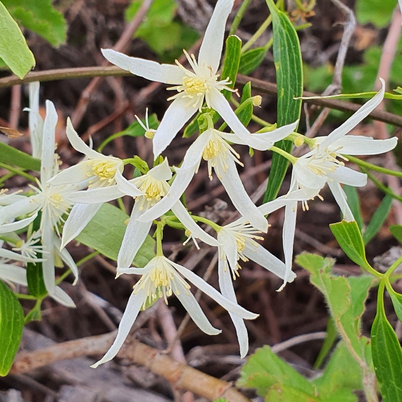 Clematis linearifolia photo 6