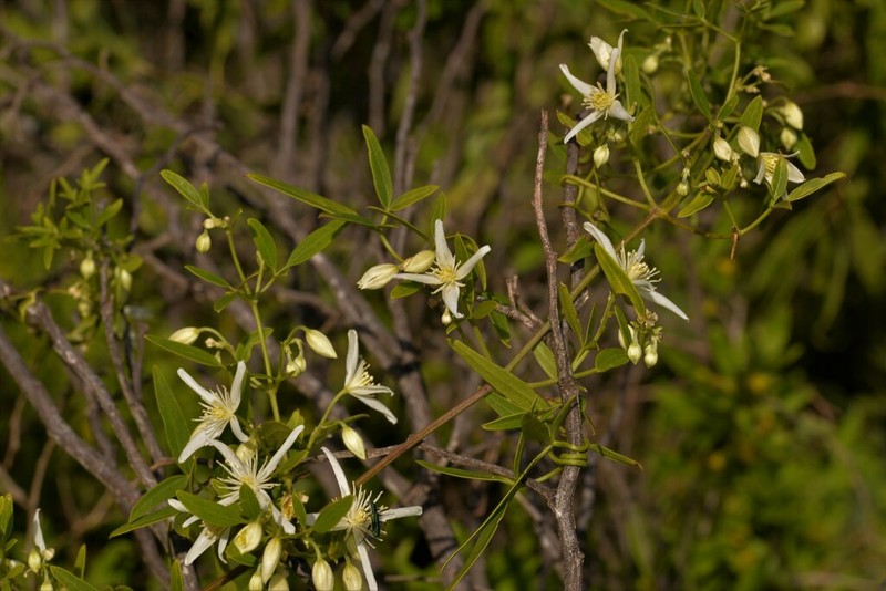 Clematis linearifolia photo 7