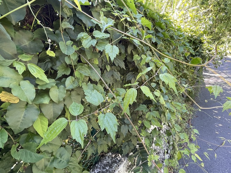 Clematis lishanensis