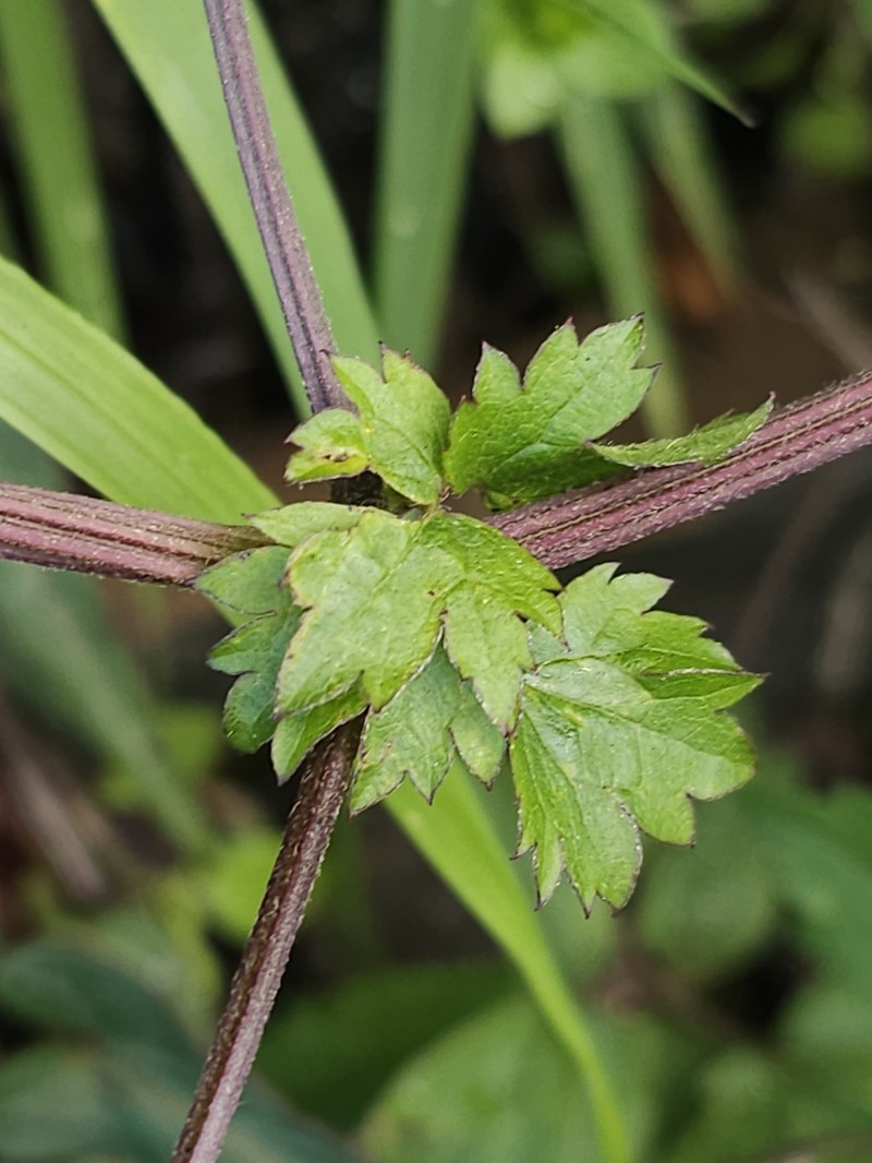 Clematis lishanensis photo 2