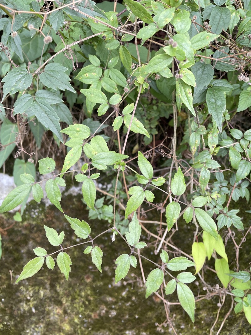 Clematis lishanensis photo 3