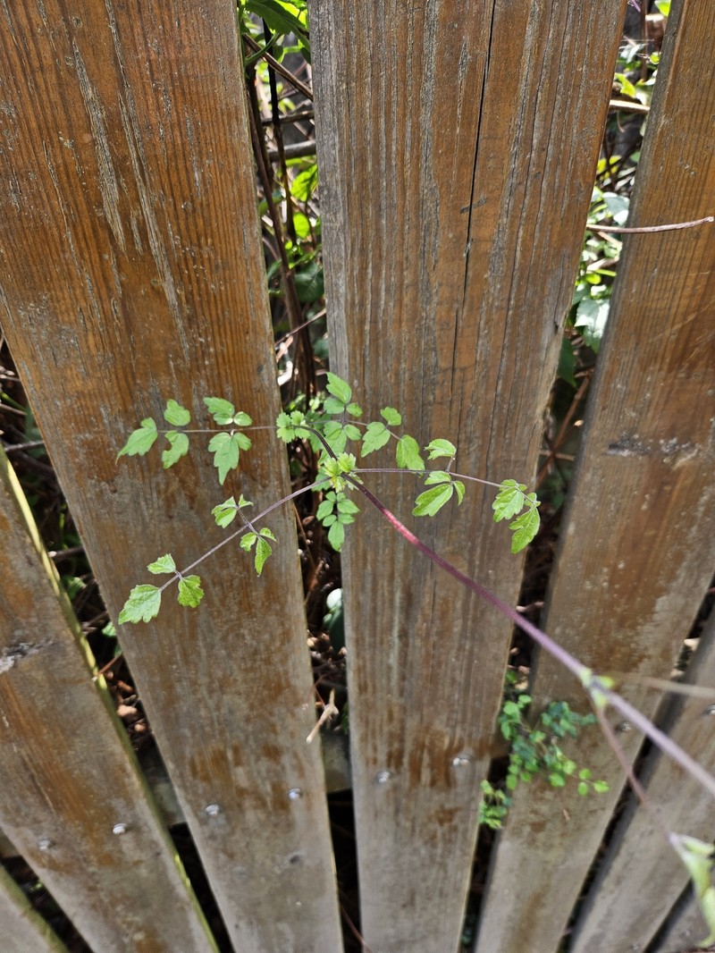 Clematis lishanensis photo 4