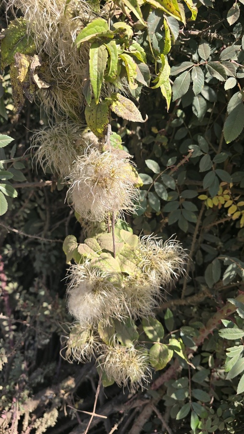 Clematis longicauda photo 4