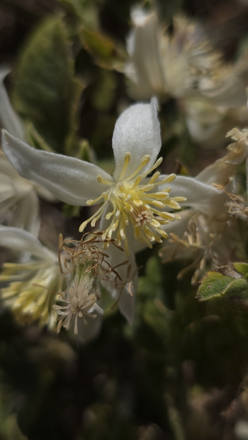 Clematis longicauda photo 5