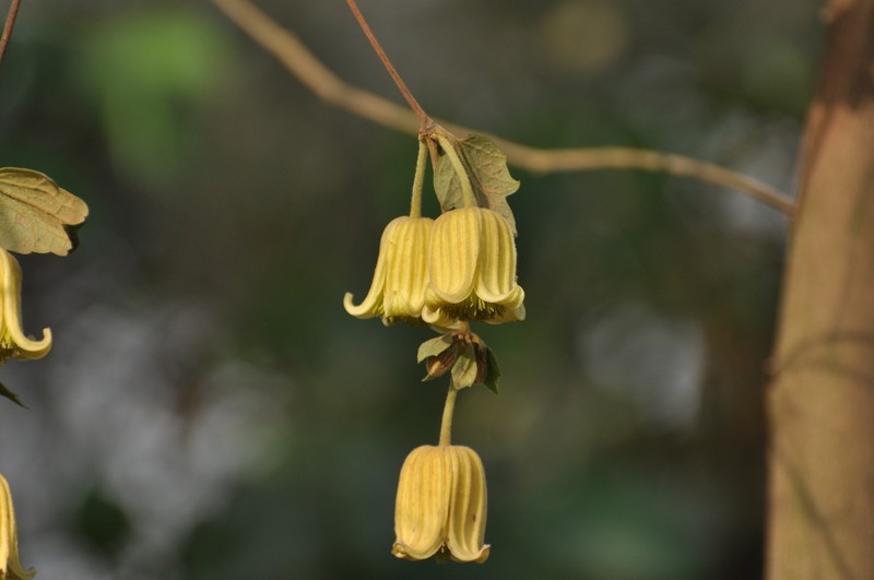 Clematis longicauda photo 8