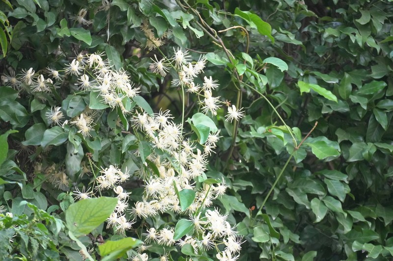 Clematis loureiroana