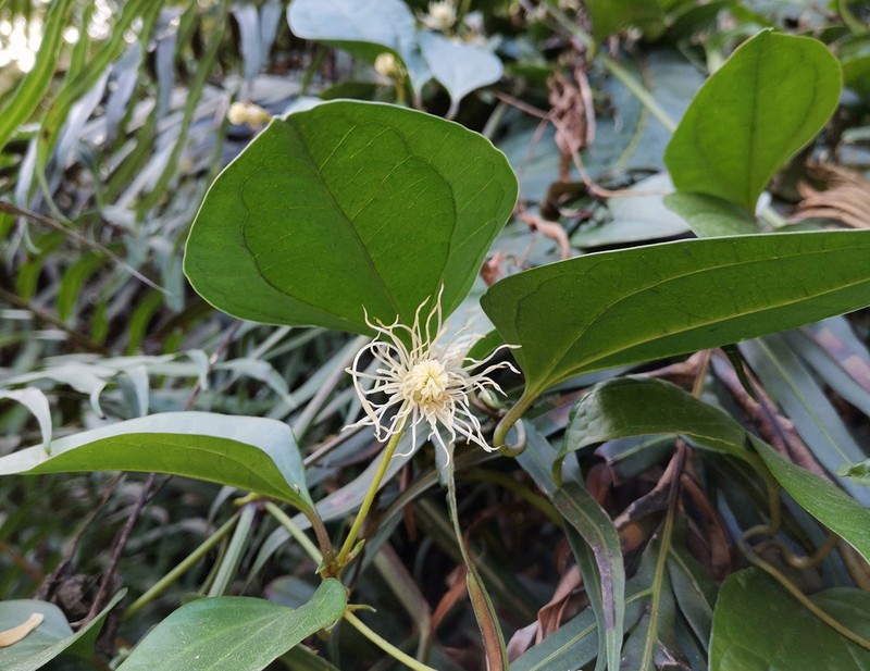 Clematis loureiroana photo 3