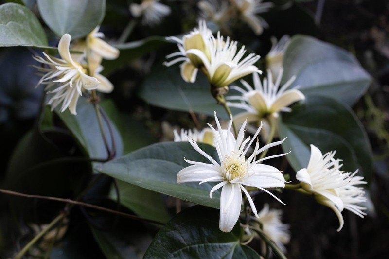 Clematis loureiroana photo 4