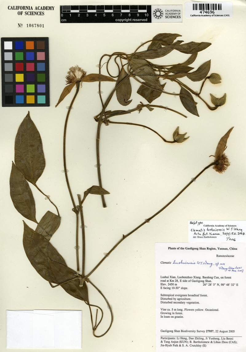 Clematis lushuiensis