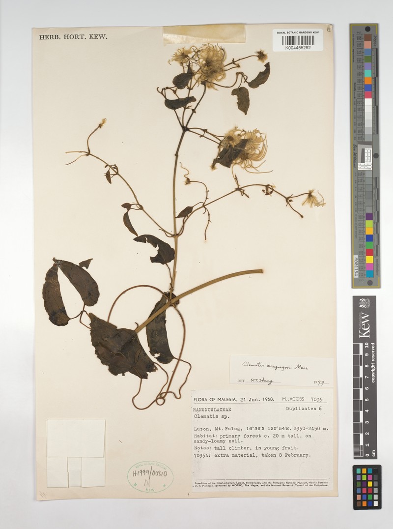 Clematis macgregorii