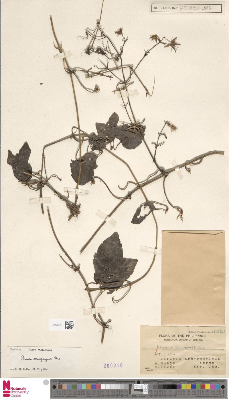 Clematis macgregorii photo 2