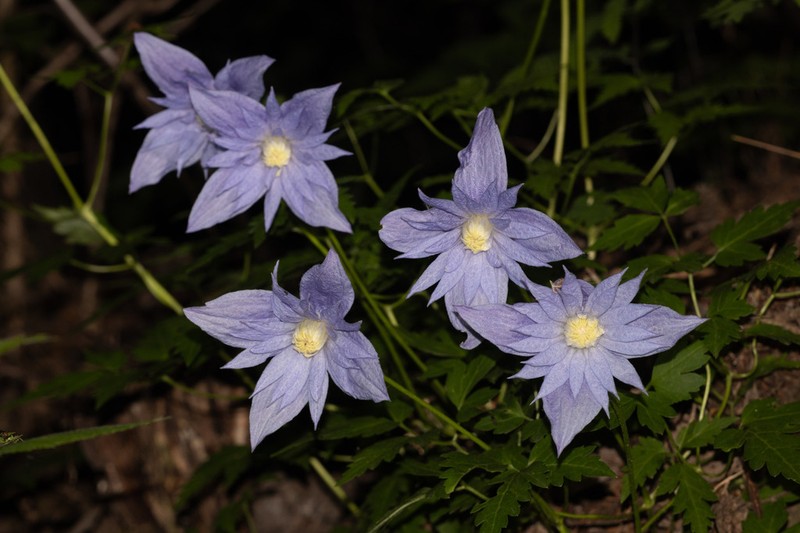 Clematis macropetala photo 2