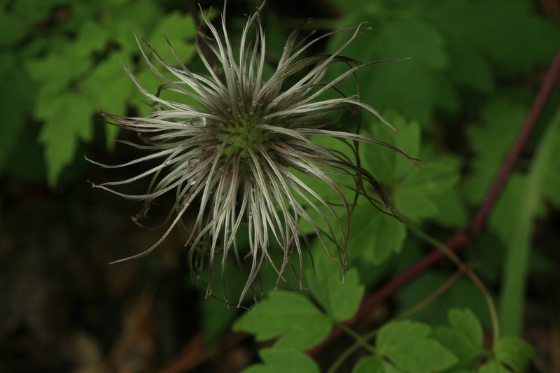 Clematis macropetala photo 3