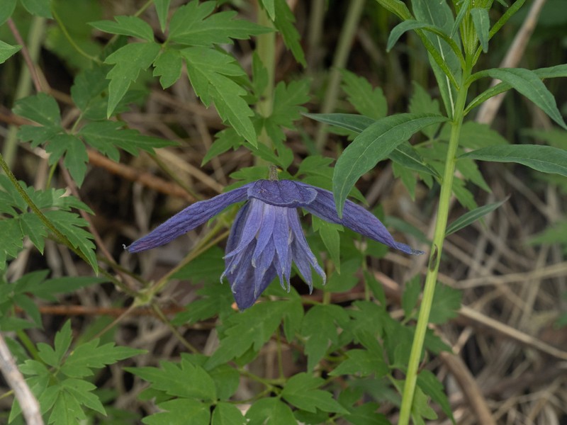 Clematis macropetala photo 5