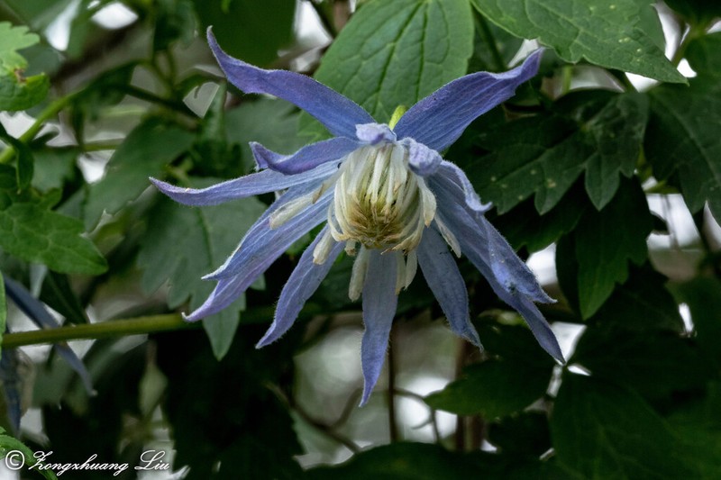 Clematis macropetala photo 6