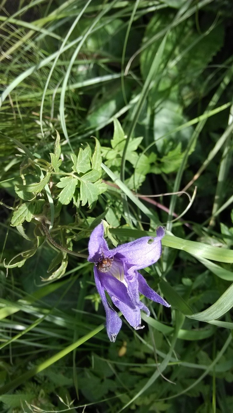 Clematis macropetala photo 7