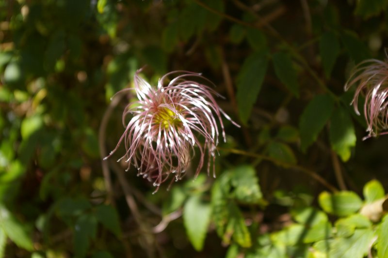 Clematis macropetala