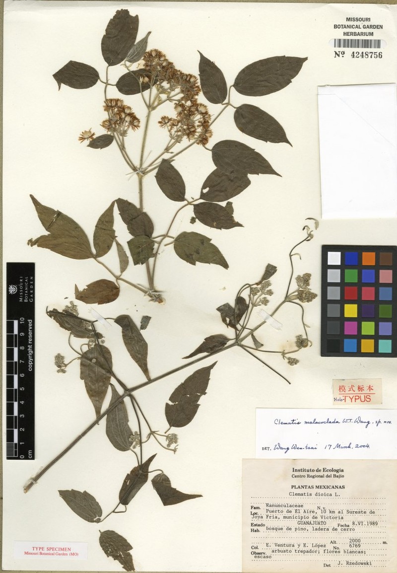 Clematis malacoclada