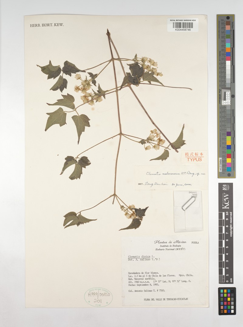 Clematis malacocoma