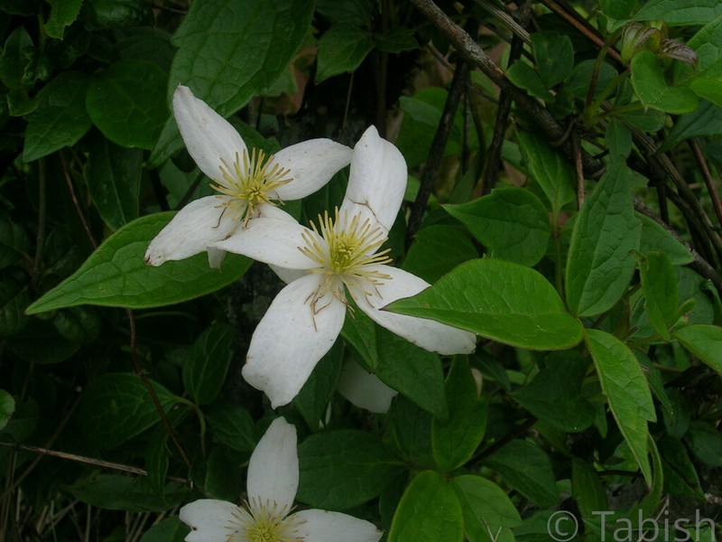 Clematis manipurensis