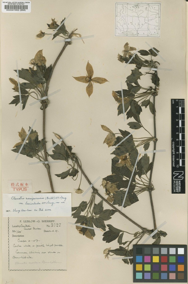 Clematis manipurensis photo 2