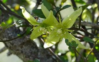 Clematis marata