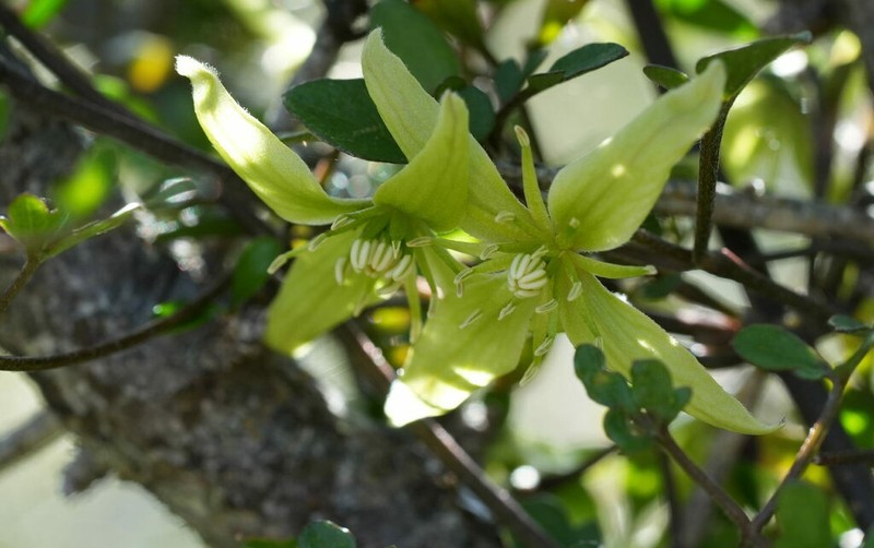 Clematis marata