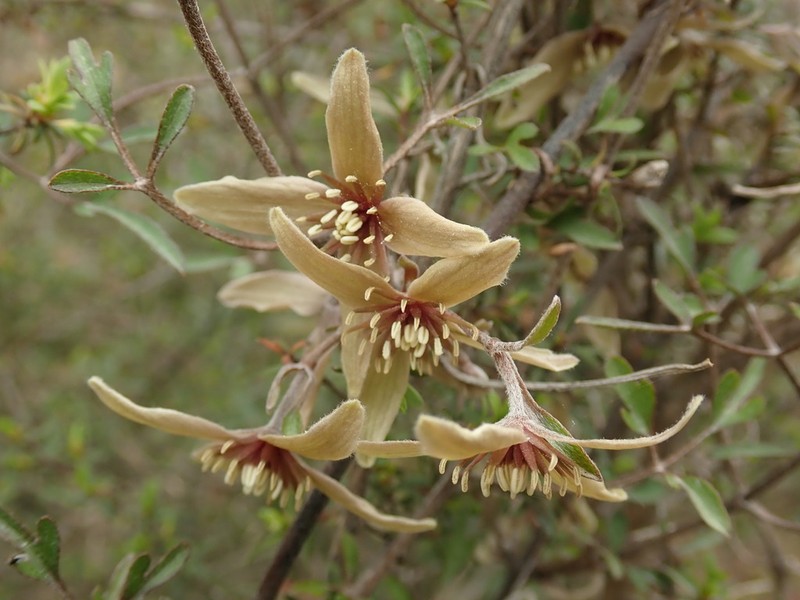 Clematis marata photo 2