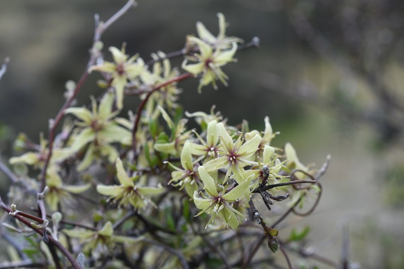Clematis marata photo 4