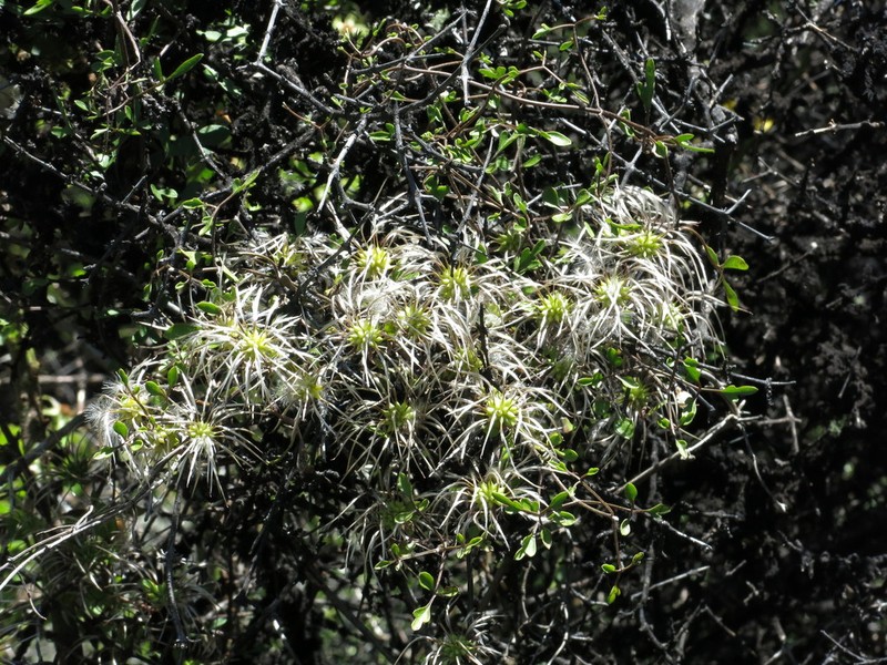 Clematis marata photo 5