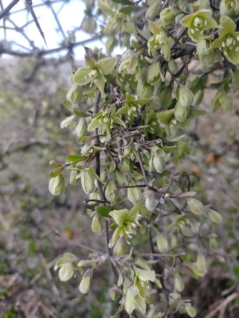 Clematis marata photo 6