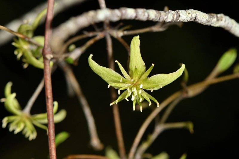 Clematis marata photo 8