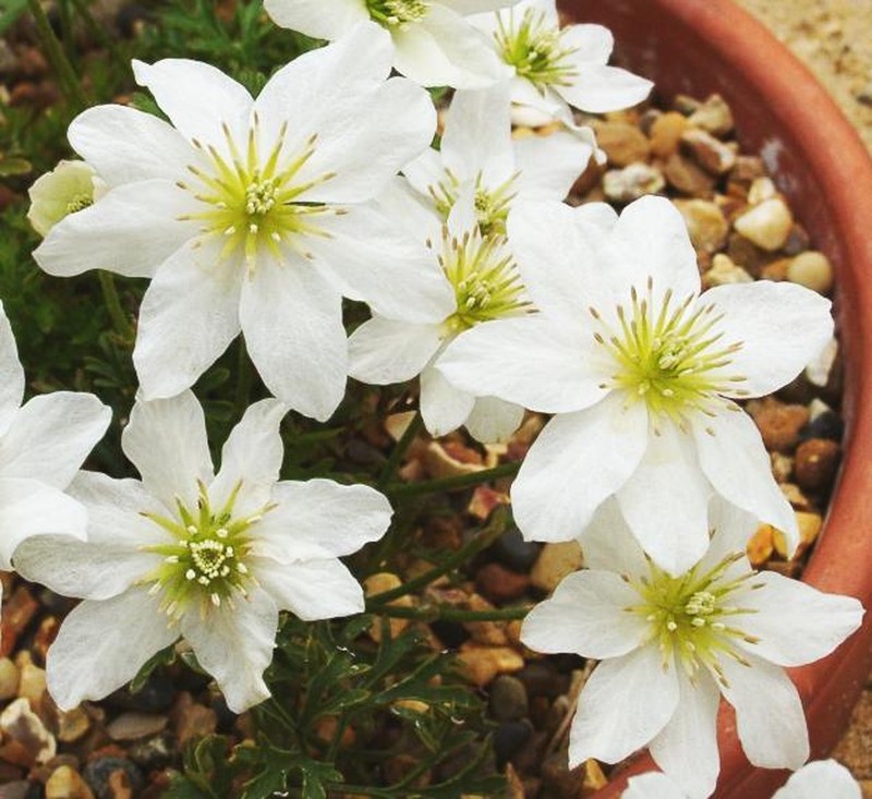 Clematis marmoraria