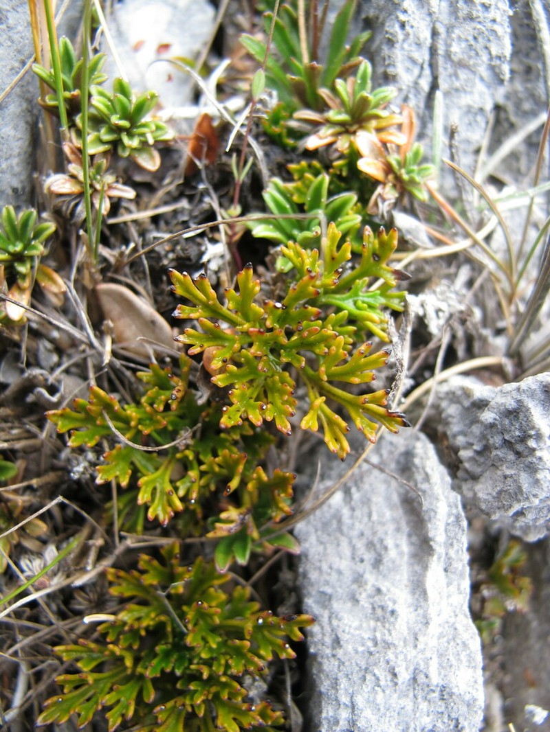 Clematis marmoraria photo 3