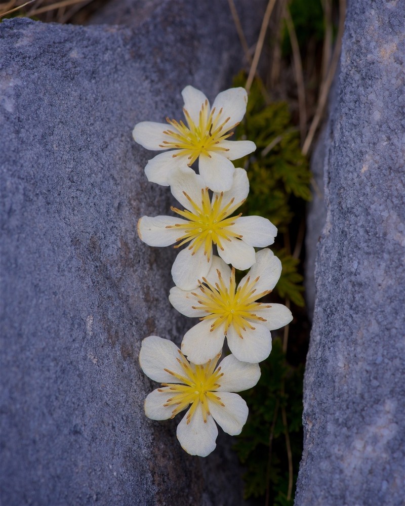 Clematis marmoraria photo 4