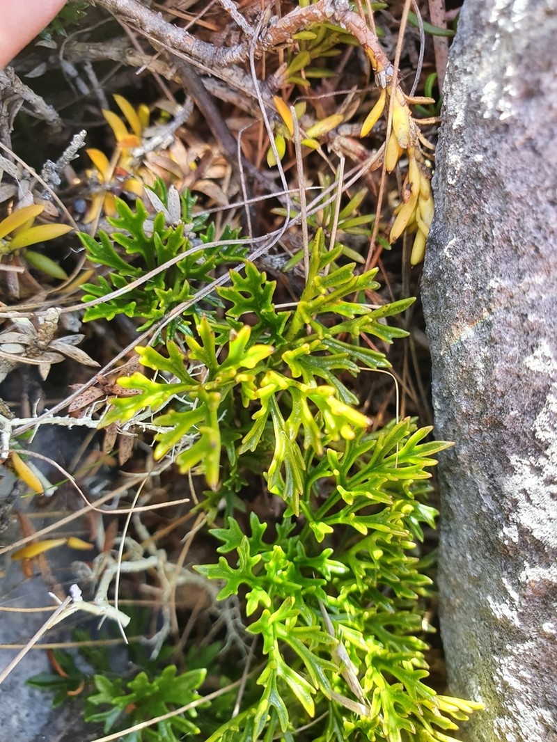 Clematis marmoraria photo 6