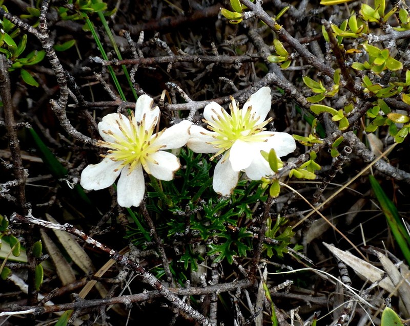 Clematis marmoraria photo 7
