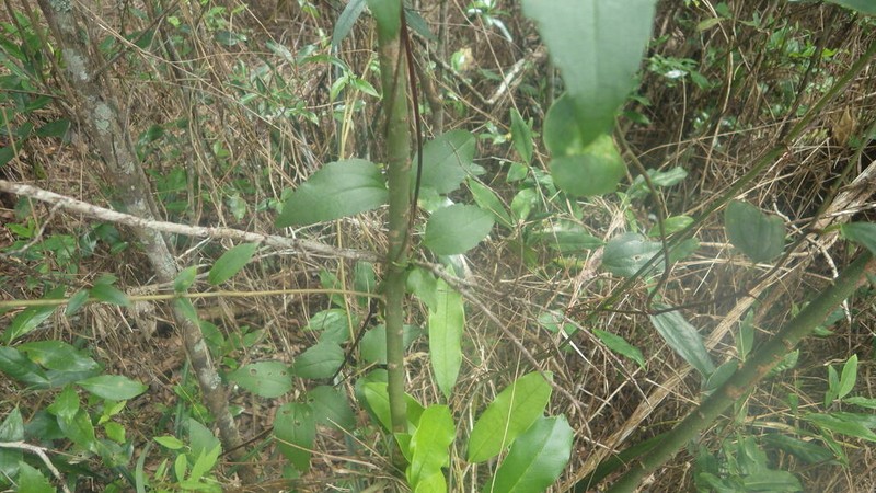 Clematis mauritiana