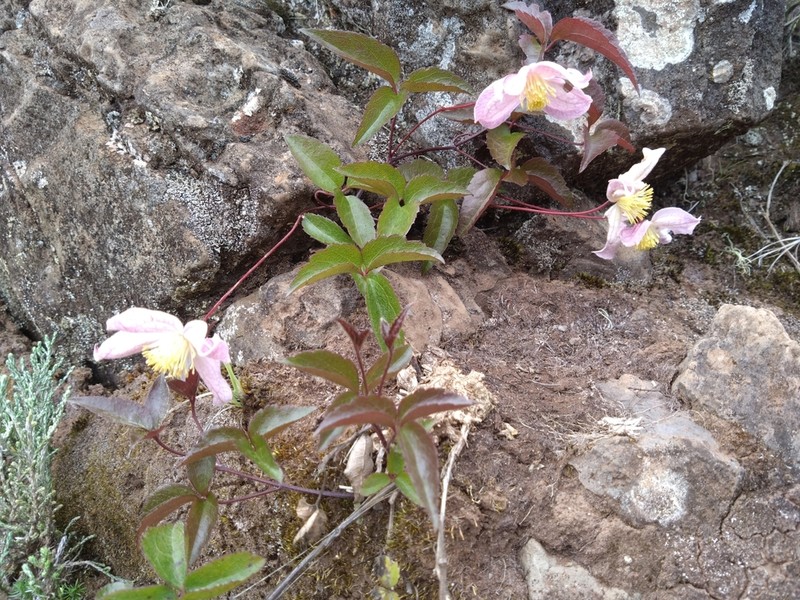Clematis mauritiana photo 2