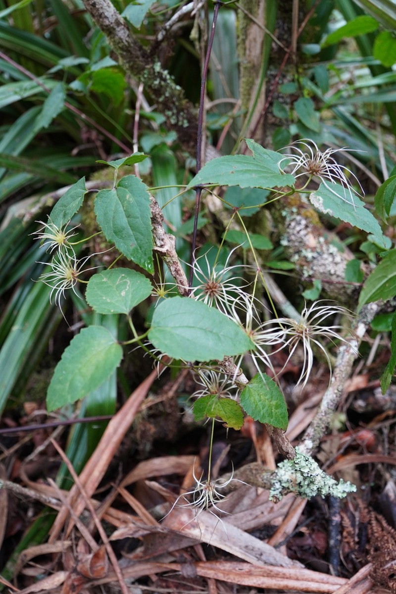 Clematis mauritiana photo 3