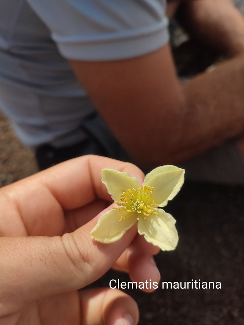 Clematis mauritiana photo 6
