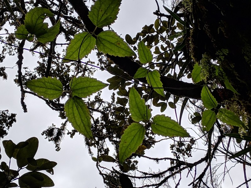 Clematis mauritiana photo 7