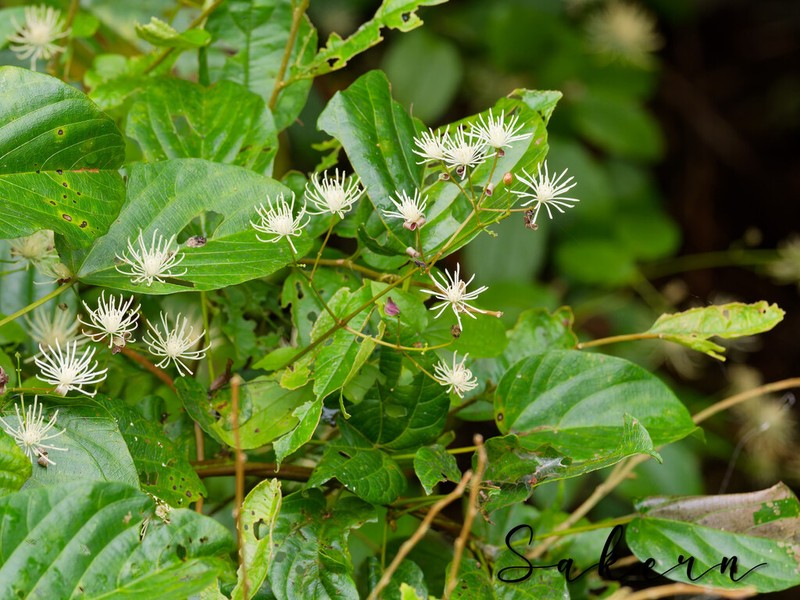 Clematis menglaensis