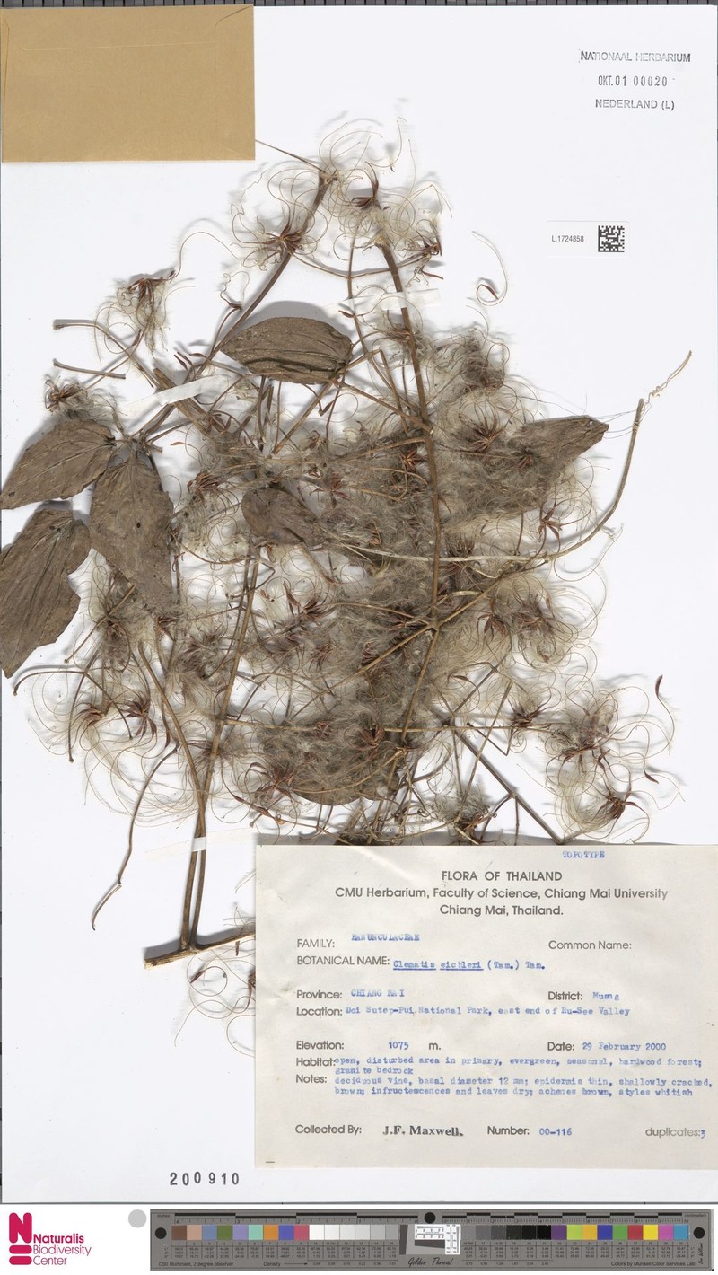 Clematis menglaensis photo 2