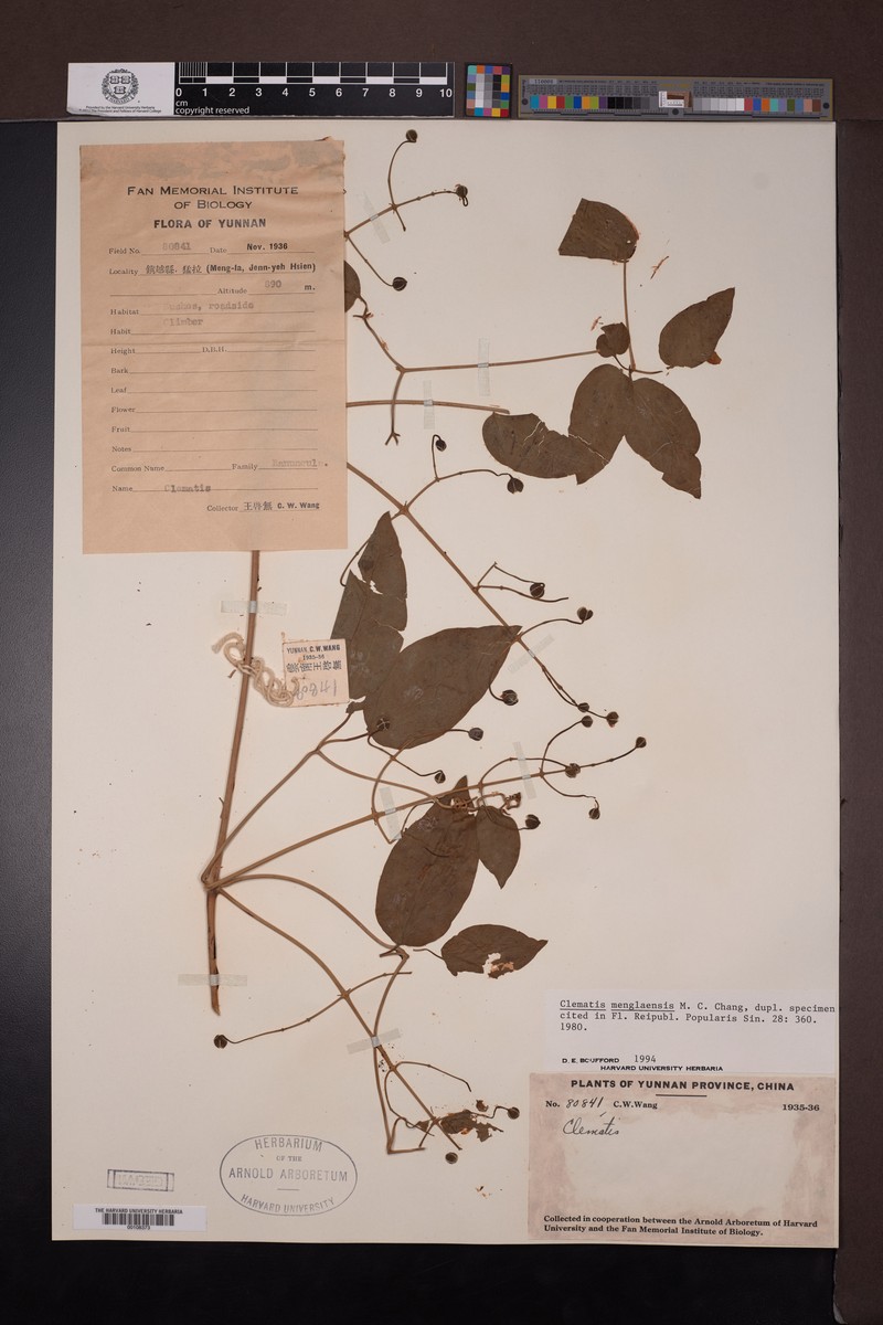 Clematis menglaensis photo 3
